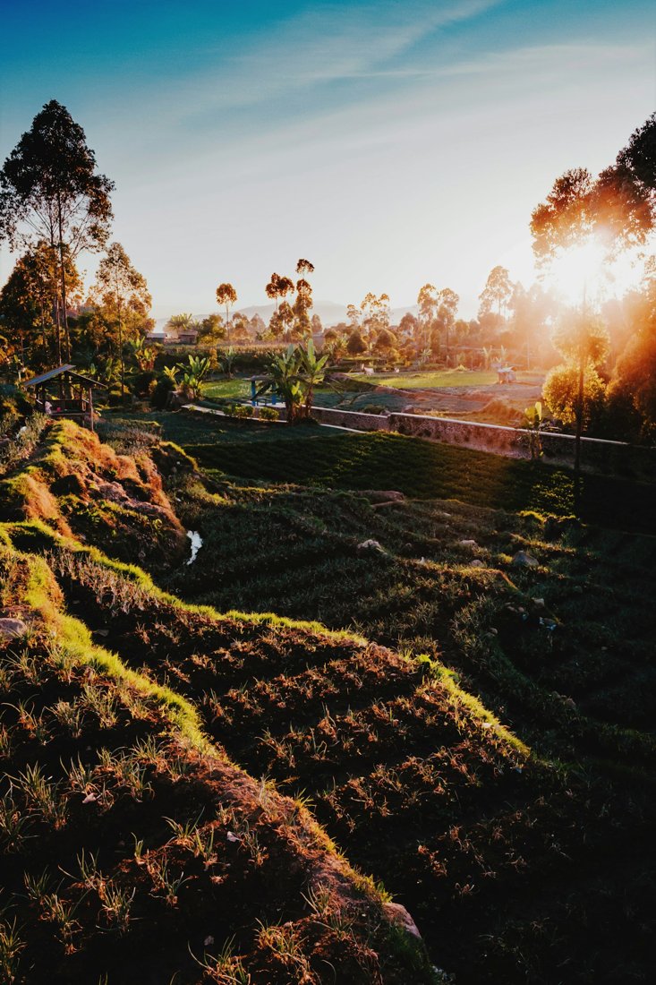 Ilustrasi persawahan di Ciwidey; bukan foto peristiwa.
